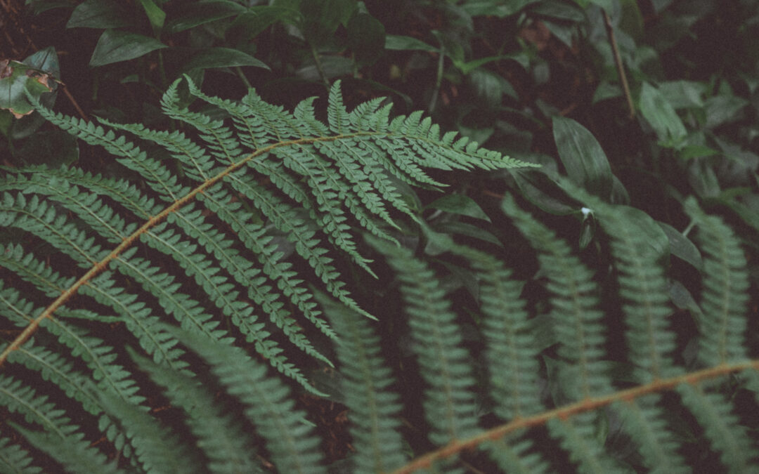 Biophilia and our Connection to the Other-than-Human Community