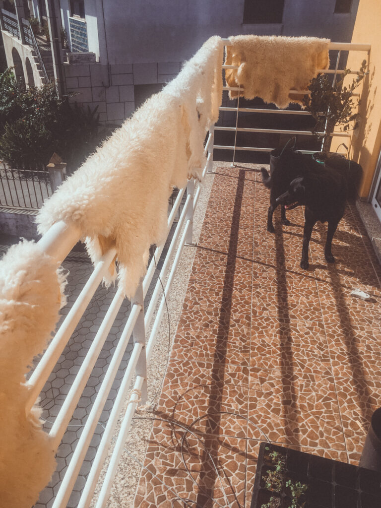 Sheepskins drying in the sun