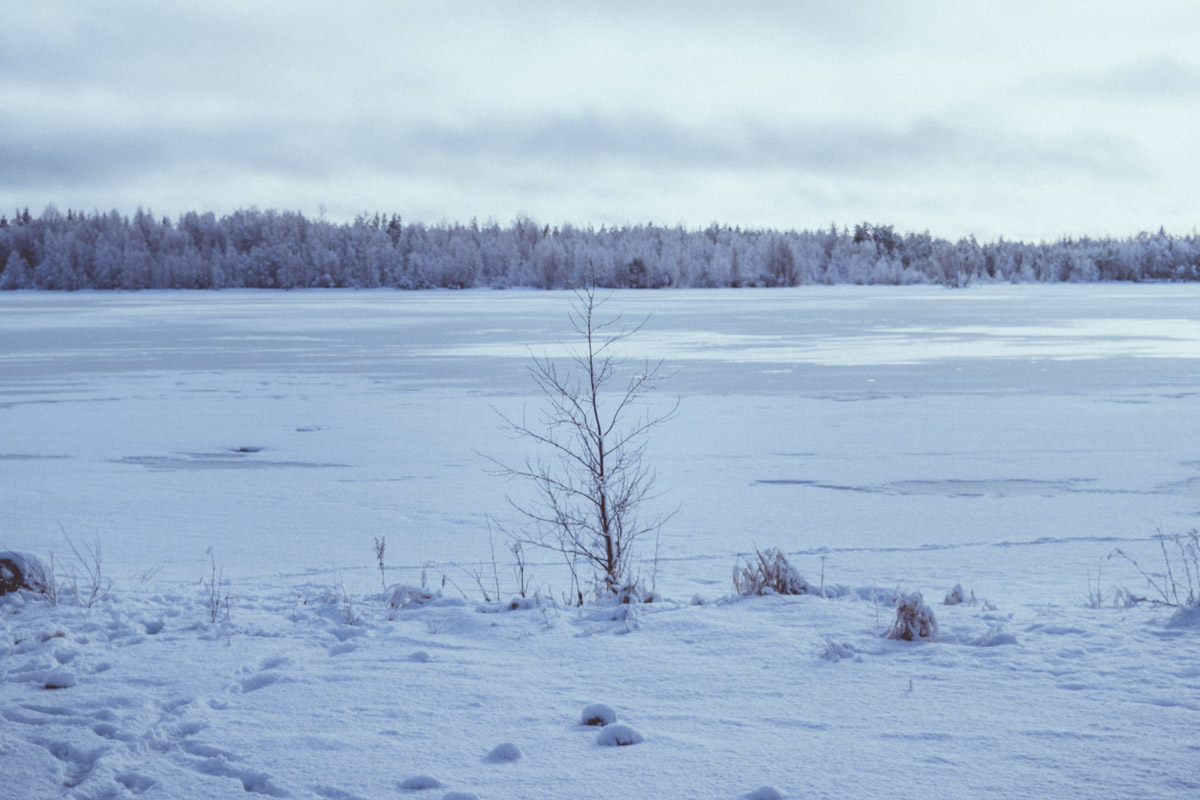 tree sleeping in Winter landscape