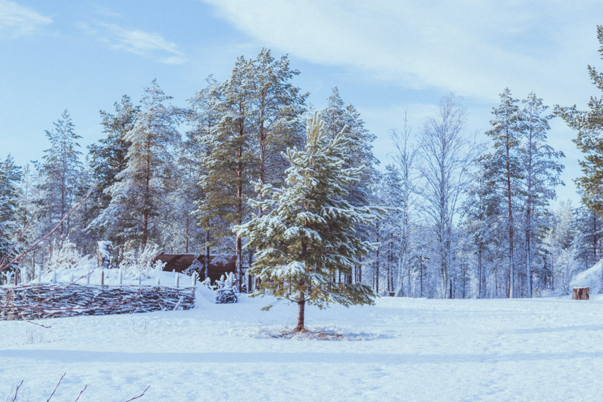 Tree covered in snow in Kierikki