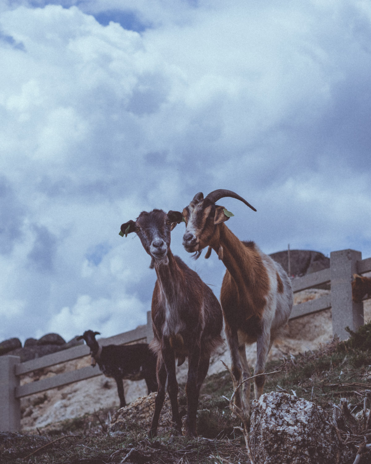 Two goats with cloudy sky behind | Cycle of Life and Death