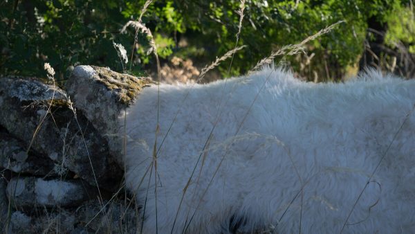 Sheepskin on stone wall