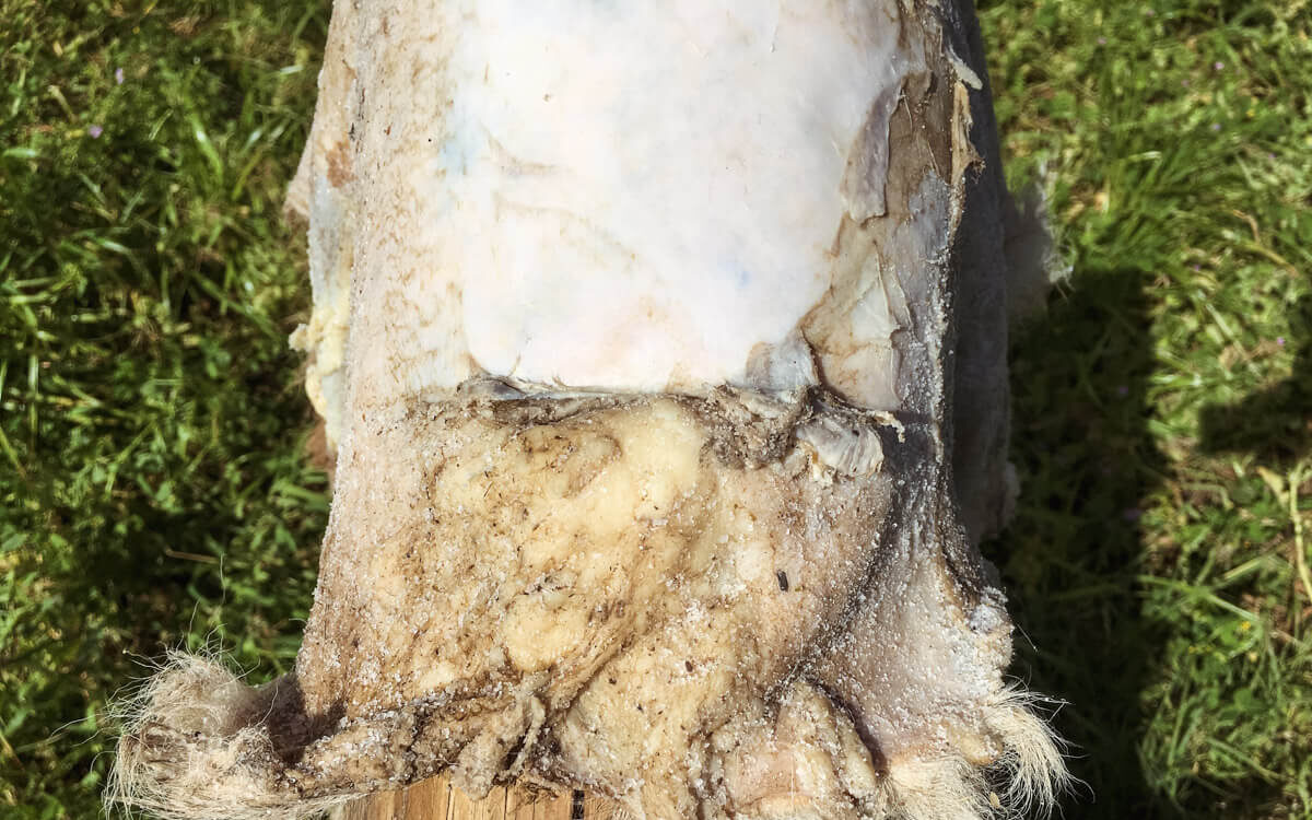 Close up of flesh side of sheepskin during fleshing