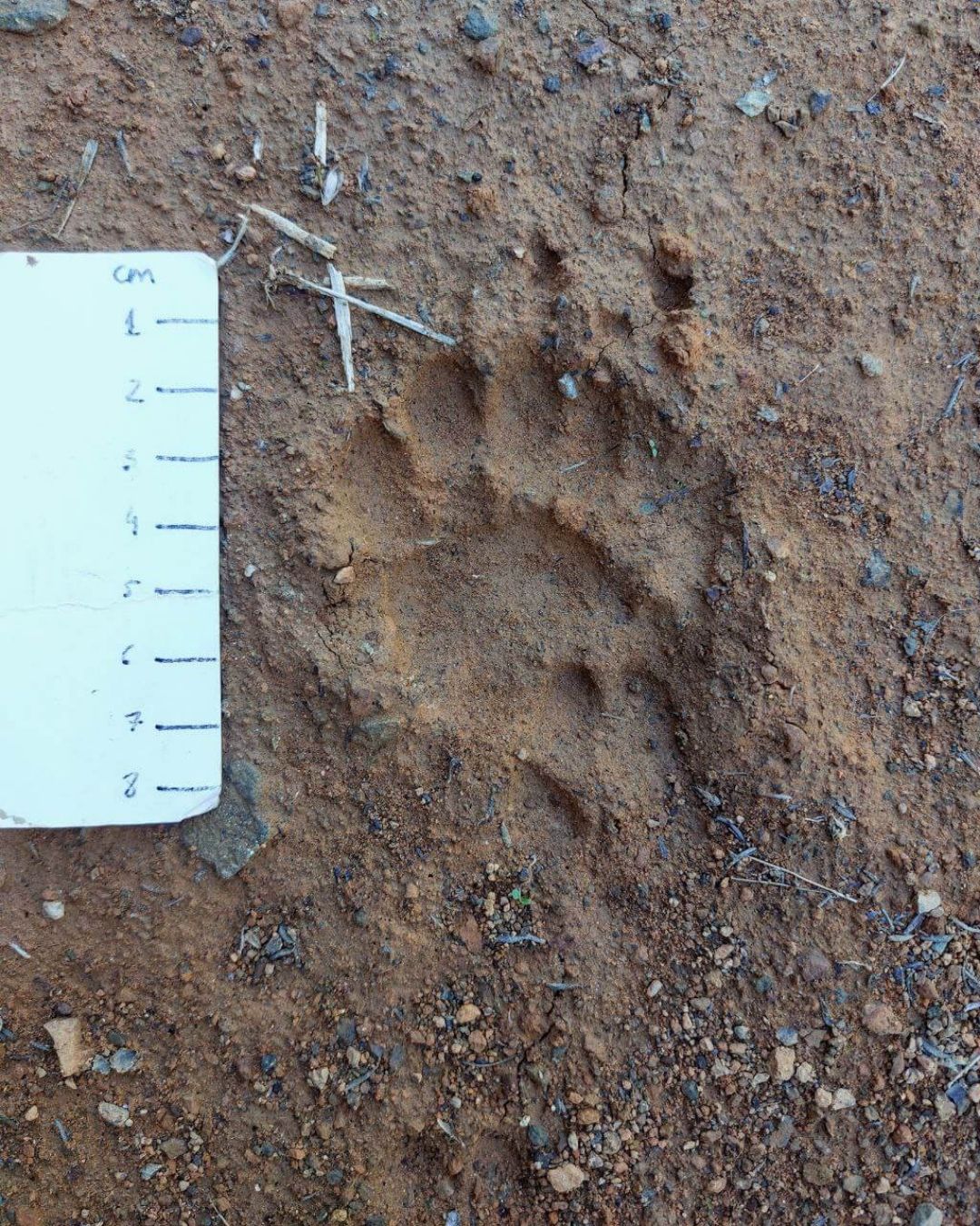 Wildlife Track & Sign Course | April 24-28 | René Nauta - Image 3