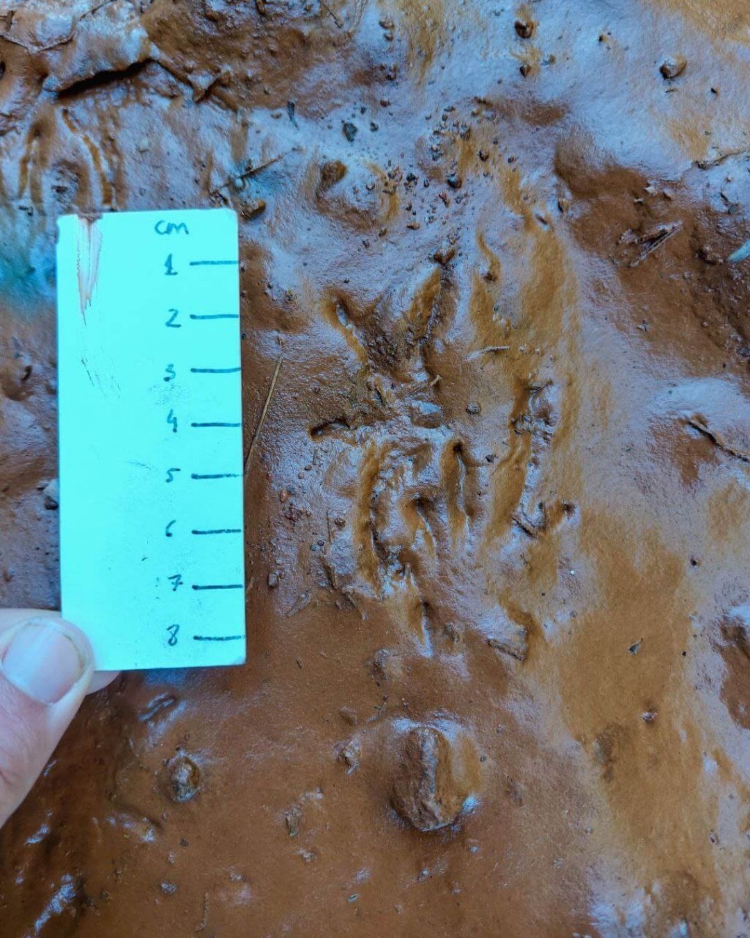 Wildlife Track & Sign Course | April 24-28 | René Nauta - Image 4